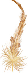single long brown feather isolated on white