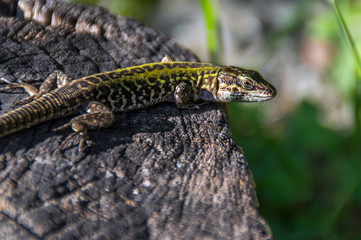 Lizzard or gecko sunbathing outside