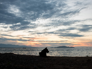 Silhouette dog sitting on the beach with sunrise background