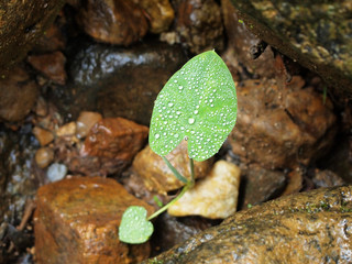 Green leaf with water droplets,Closeup