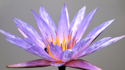 Close up of pink water lily