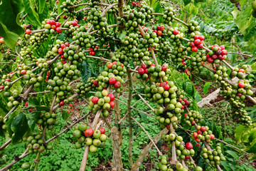 Obraz premium Coffee beans ripening on a tree.
