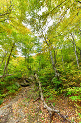 Fall Foliage Vermont