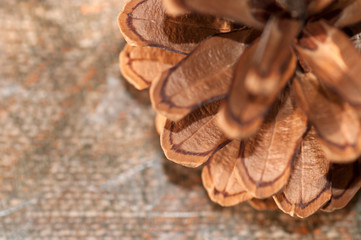 pine cone closeup background