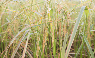 Growing rice in field