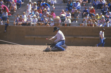 Calf roping, Inter-Tribal Ceremonial Indian Rodeo, Gallup NM