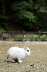 大久野島のウサギ