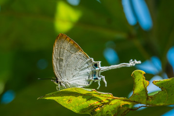 white butterfly