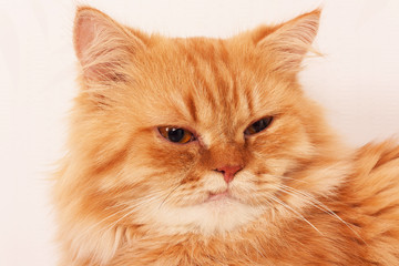 Naklejka na ściany i meble cute orange persian cat