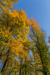 Fototapeta premium Couleurs d'automne