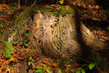 Old Tree Stump in the Undergrowth