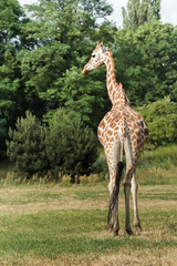 Endangered giraffe subspecies Rothschild's giraffe is walking at green bushes background in Warsaw zoo