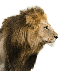 Portrait d& 39 un lion mâle