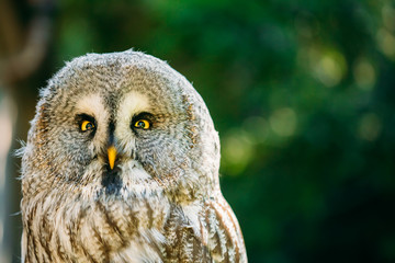 The great grey owl or great gray owl