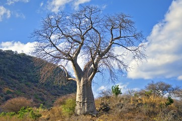 Fototapeta na wymiar Baobab tree in Savanna