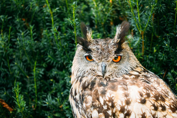 The Eurasian eagle-owl is a species of eagle-owl