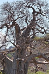 Fototapeta na wymiar Baobab tree in Savanna