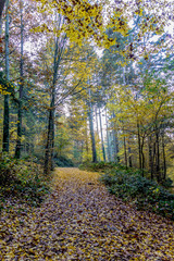 Couleurs d'automne dans le parc du Couvent de La Tourette