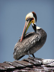 large pelican sitting on roof