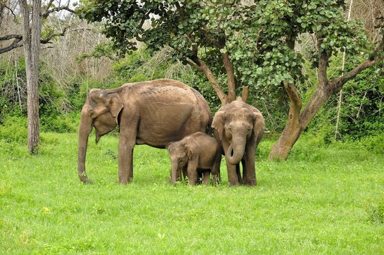 A family of wild asian elephants in India