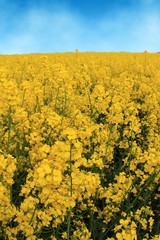 Canola field
