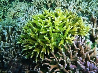 Fototapeta premium Stone coral, Island Bali