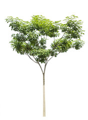 Tree isolated on white background