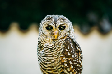 The rufous-legged owl - Strix rufipes - is a medium sized owl with no ear tufts