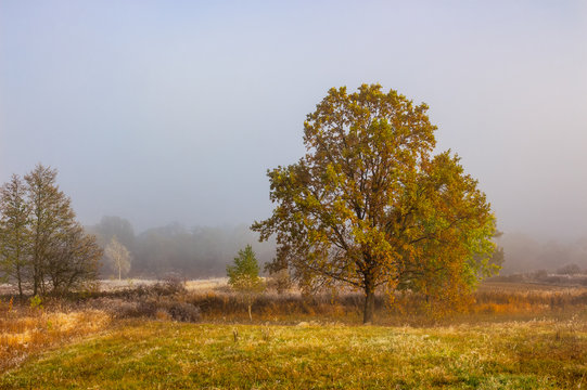 autumn landscape. yellow trees in fog on the meadow