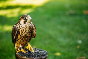 The peregrine falcon on green grass background 