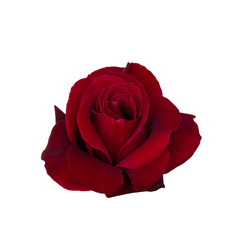 Dark red rose