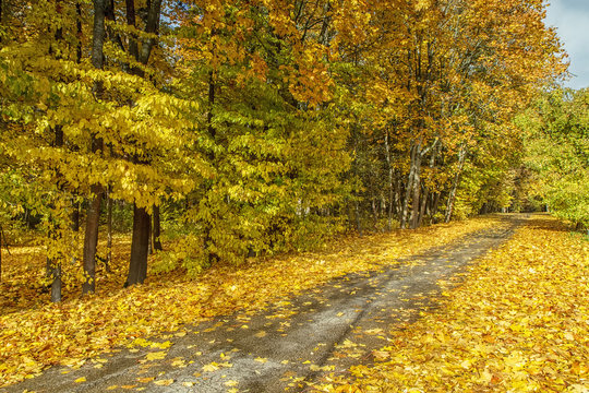 Yellow leaves of the trees next to the road