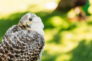 Hybrid Gyrfalcon and Saker falcon