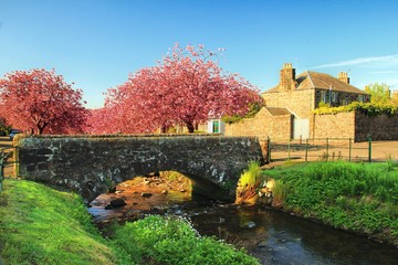 Cherry blossom in countryside, Scotland