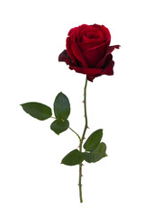 Dark red  rose