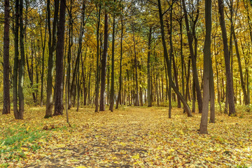 Obraz premium The fallen yellow leaves