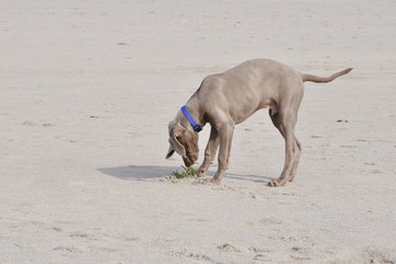 Weimaraner, findet Grasbüschel auf Sandstrand