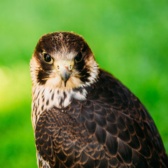 The peregrine falcon on green grass background 