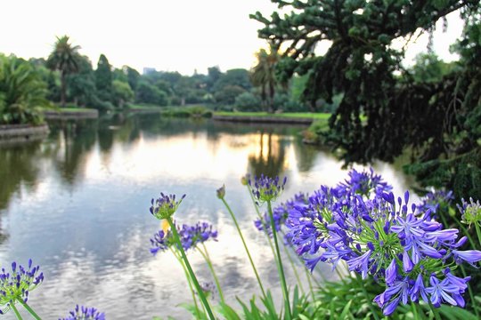 Purple Agapanthus flowers planted near to a lake in the late evening