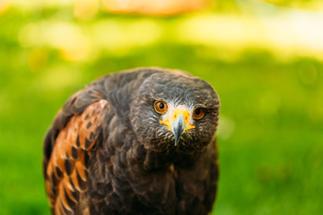 The Harris's hawk or bay-winged hawk or dusky hawk, is a medium-large bird of prey