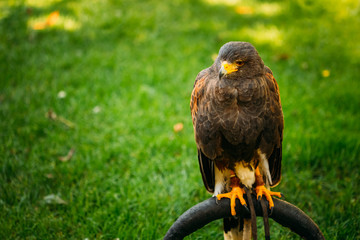 The Harris's hawk or bay-winged hawk or dusky hawk, is a medium-large bird of prey