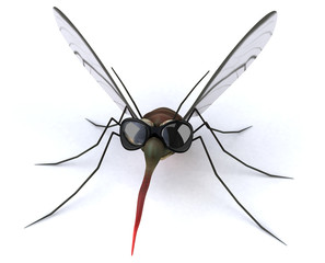 Mosquito
