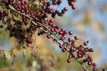Jesienna gałąź głogu © agnieszkalll