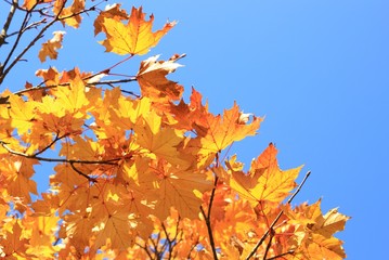 Fototapeta na wymiar Leaves on maple tree in fall