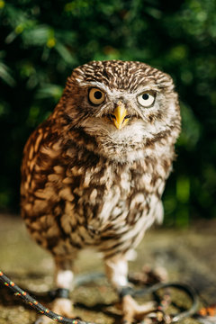 The small owl. Wild bird