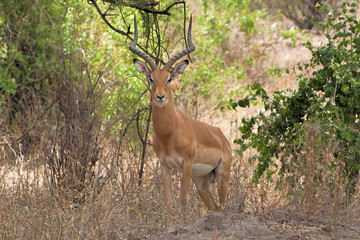 Deer in  Ngorongoro Conservation Area, Tanzania