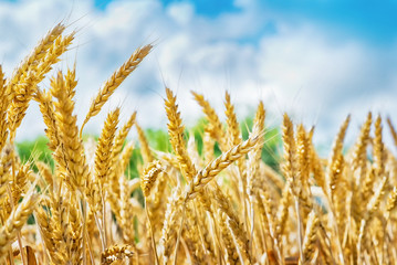 Fototapeta premium Wheat field.