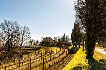Vineyard in early spring