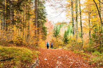 Fototapeta premium girls trekking in the wood