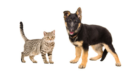 German Shepherd puppy and cat Scottish Straight standing together